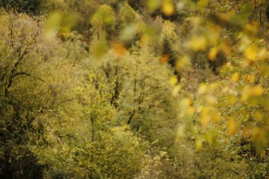Sonbahar renklerinde bir orman manzarası