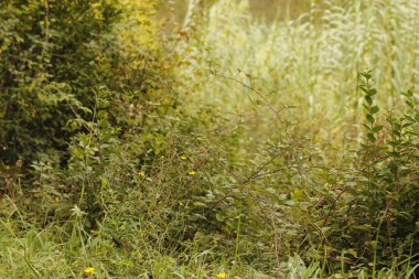 Sonbahar renklerinde bir orman manzarası