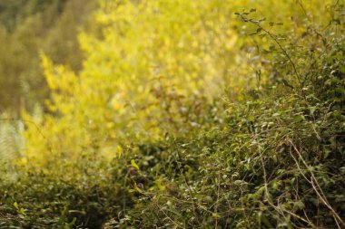 Sonbahar renklerinde bir orman manzarası