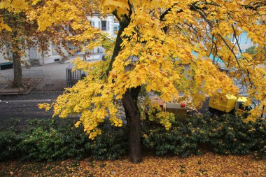 Sonbahar renklerinde bir orman manzarası