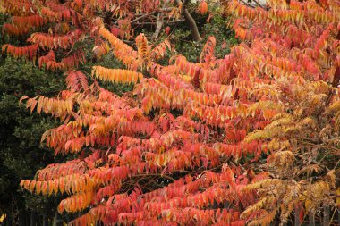 Sonbahar renklerinde bir orman manzarası