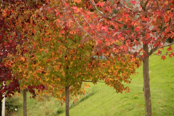 Vista Una Foresta Colori Autunnali — Foto Stock