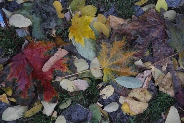 Utsikt Över Skog Höstfärger — Stockfoto