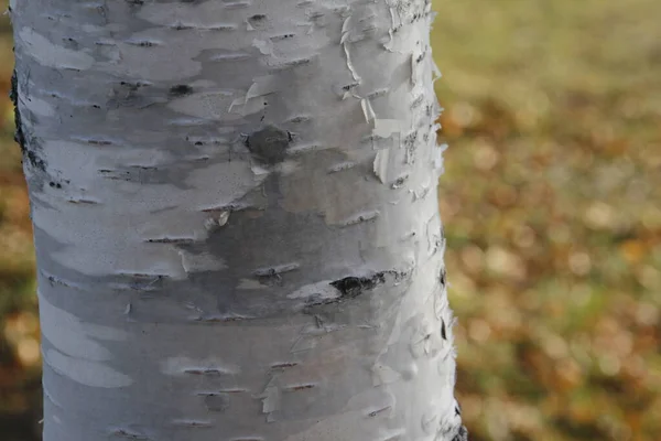 Uitzicht Een Bos Herfstkleuren — Stockfoto