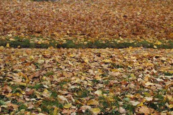 Uitzicht Een Bos Herfstkleuren — Stockfoto