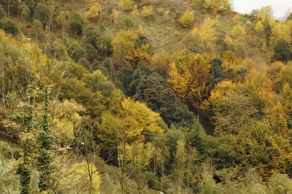 Vista Uma Floresta Cores Outono — Fotografia de Stock