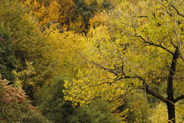 Uitzicht Een Bos Herfstkleuren — Stockfoto