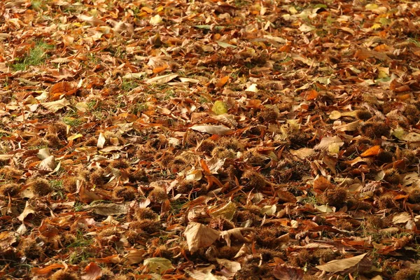 Uitzicht Een Bos Herfstkleuren — Stockfoto