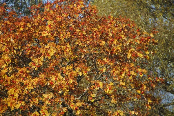 Widok Lasu Jesiennych Kolorach — Zdjęcie stockowe
