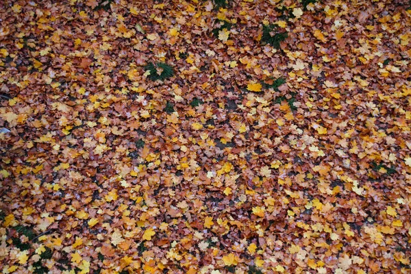 Vista Uma Floresta Cores Outono — Fotografia de Stock