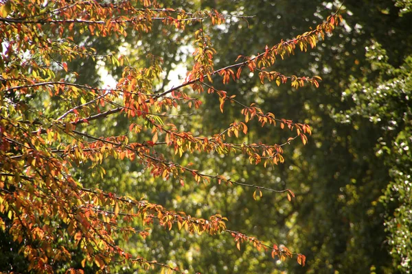 Blick Auf Einen Wald Herbstfarben — Stockfoto