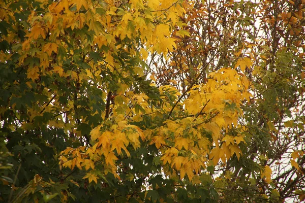 Blick Auf Einen Wald Herbstfarben — Stockfoto