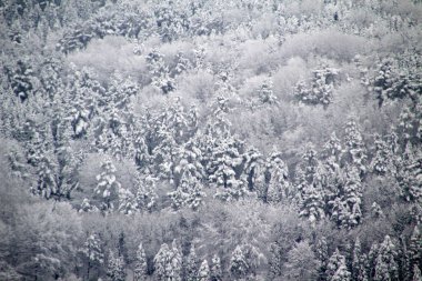 Kırsal alanda kar manzarası