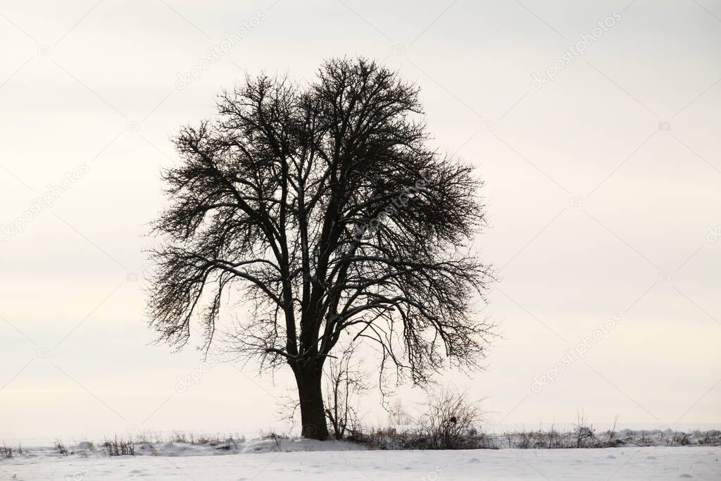 Snow landscape in the countryside
