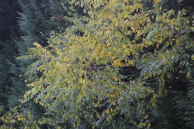 Sonbahar renklerinde bir orman manzarası