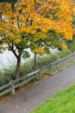 Sonbahar renklerinde bir orman manzarası