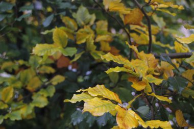 Sonbahar renklerinde bir orman manzarası