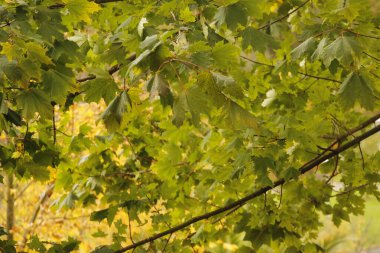 Sonbahar renklerinde bir orman manzarası