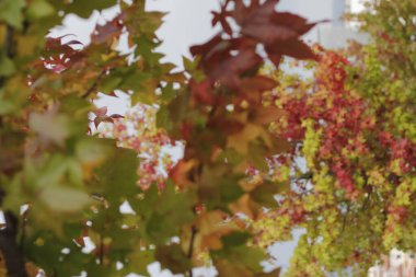 Sonbahar renklerinde bir orman manzarası