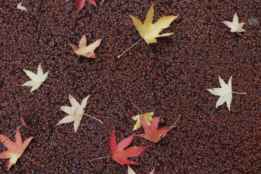 Sonbahar renklerinde bir orman manzarası