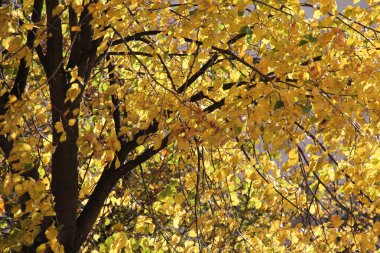 Sonbahar renklerinde bir orman manzarası