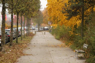 Sonbahar renklerinde bir orman manzarası