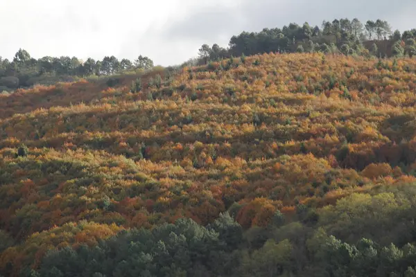 Vista Uma Floresta Cores Outono — Fotografia de Stock