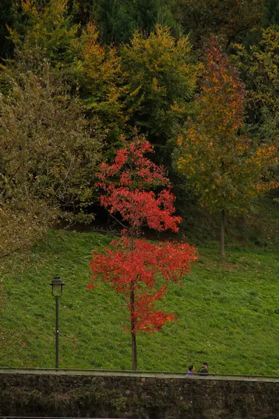 Vue Une Forêt Aux Couleurs Automnales — Photo