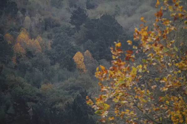 Vista Uma Floresta Cores Outono — Fotografia de Stock