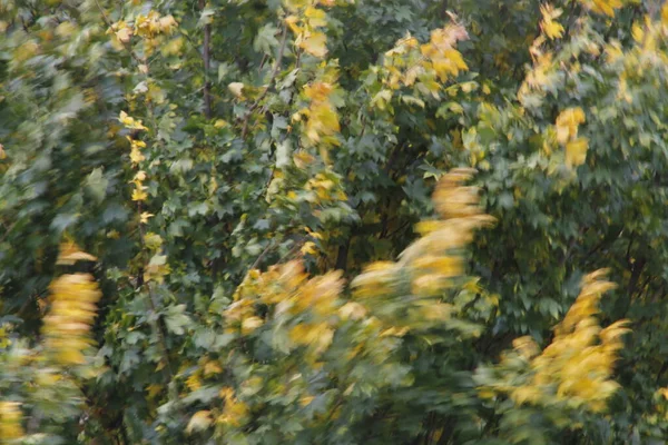 Uitzicht Een Bos Herfstkleuren — Stockfoto