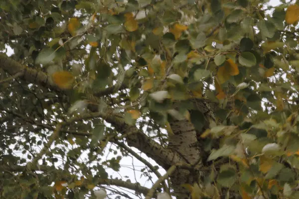 Sonbahar Renklerinde Bir Orman Manzarası — Stok fotoğraf