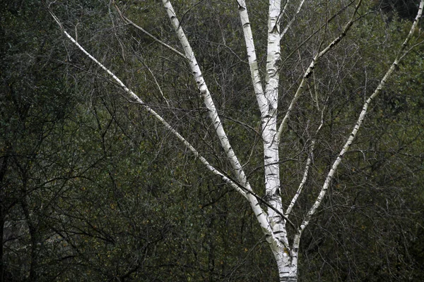 Вид Лес Осенних Красках — стоковое фото