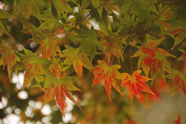 Uitzicht Een Bos Herfstkleuren — Stockfoto