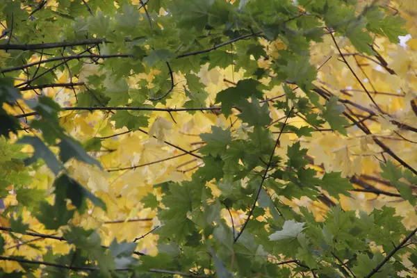 Vista Uma Floresta Cores Outono — Fotografia de Stock