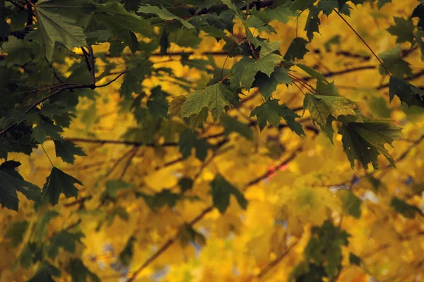 View Forest Autumn Colors — Stock Photo, Image