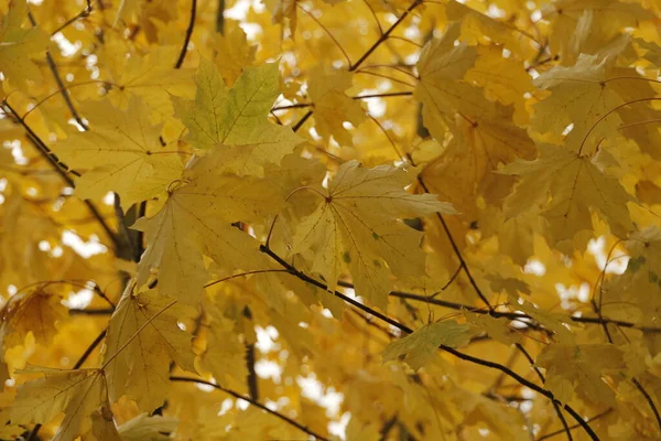 紅葉の森の景色 — ストック写真