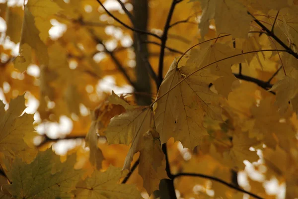 紅葉の森の景色 — ストック写真