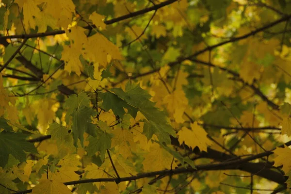 Uitzicht Een Bos Herfstkleuren — Stockfoto