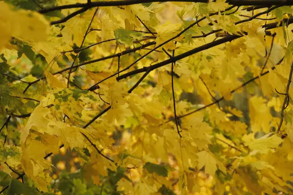 秋天的森林景色 — 图库照片