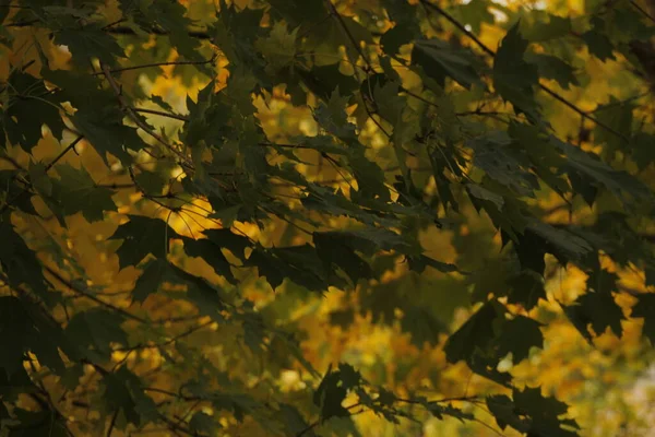 Vista Uma Floresta Cores Outono — Fotografia de Stock