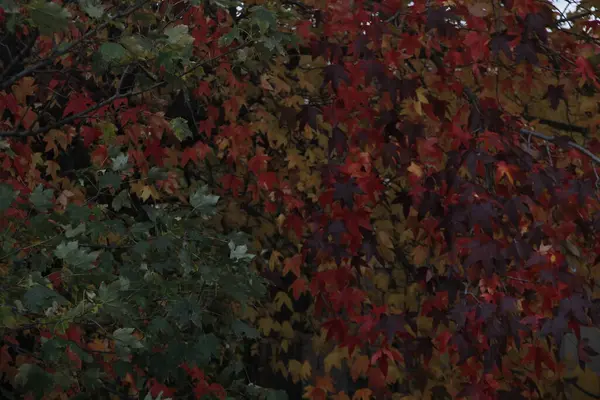 Sonbahar Renklerinde Bir Orman Manzarası — Stok fotoğraf