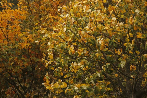 Uitzicht Een Bos Herfstkleuren — Stockfoto