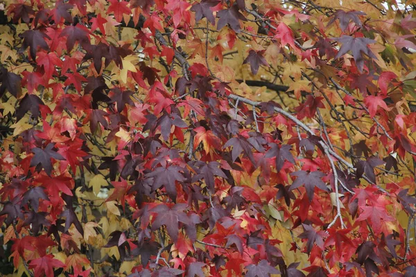 View Forest Autumn Colors — Stock Photo, Image