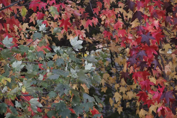 Uitzicht Een Bos Herfstkleuren — Stockfoto