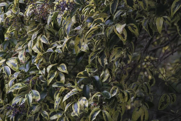 Vista Uma Floresta Cores Outono — Fotografia de Stock