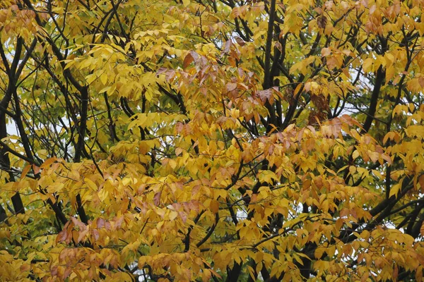 Blick Auf Einen Wald Herbstfarben — Stockfoto