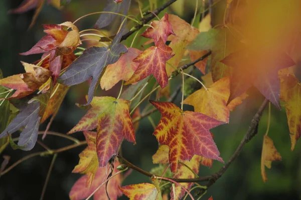 Uitzicht Een Bos Herfstkleuren — Stockfoto