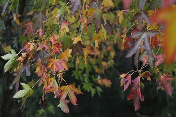 Vue Une Forêt Aux Couleurs Automnales — Photo