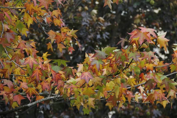 Blick Auf Einen Wald Herbstfarben — Stockfoto