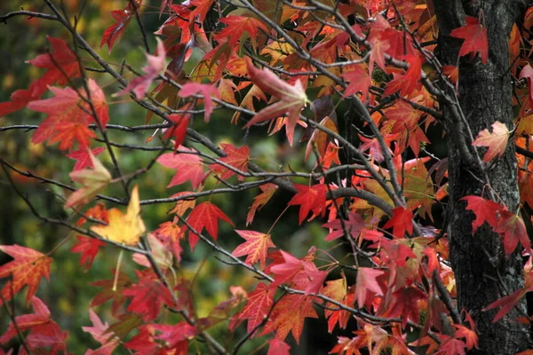 紅葉の森の景色 — ストック写真